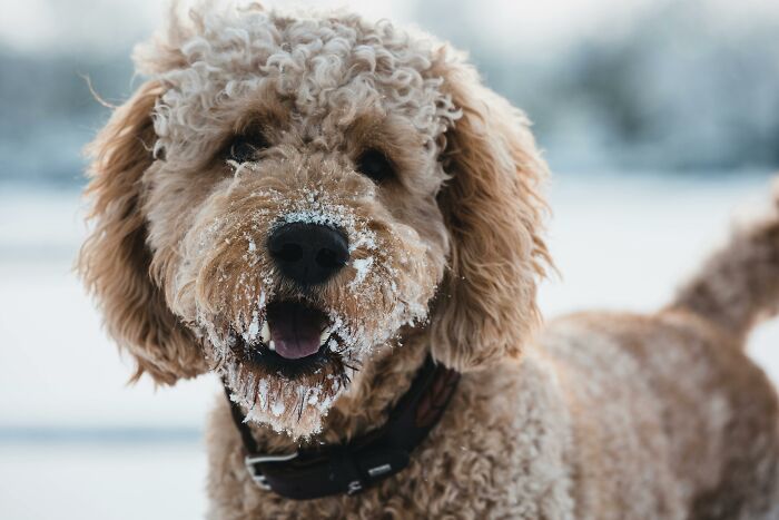 Curly-haired dog with snow on its face, standing outdoors.