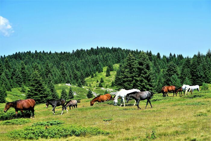 Horses grazing in a lush green meadow with a forested hill in the background under a clear blue sky.