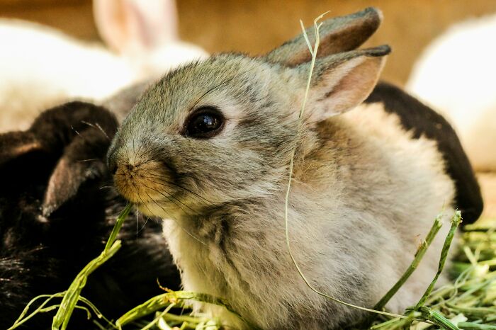 A small rabbit eating hay, resting in a group, illustrating overlooked historical events in animal habitats.