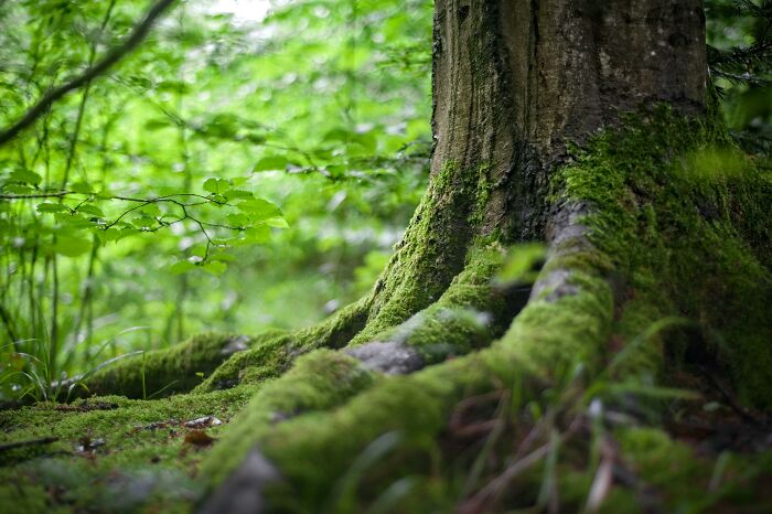 Moss-covered tree roots in a lush forest, illustrating weird nature quirks.