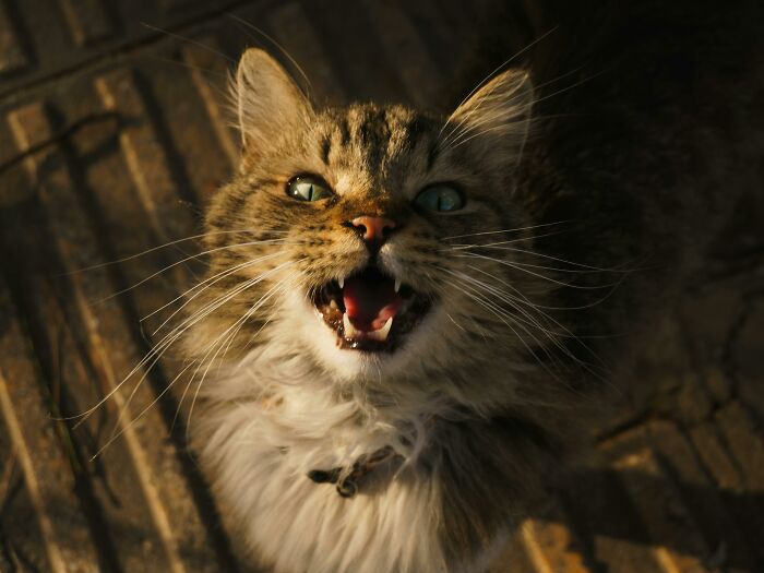 A fluffy cat with an open mouth, lit by sunlight, standing on a patterned surface.