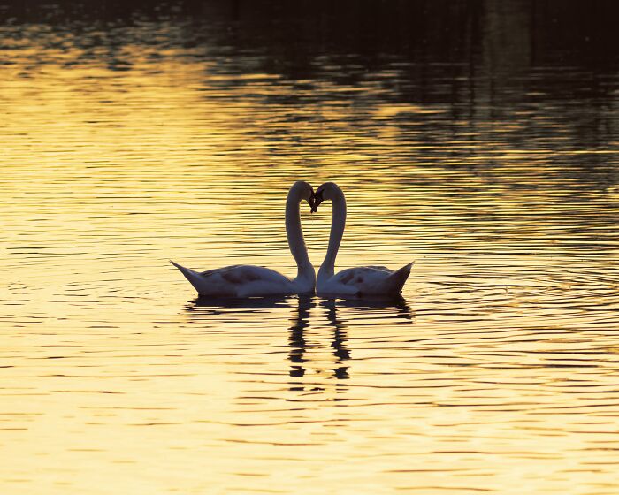 Silhouettes of two swans forming a heart shape on shimmering water during sunset.