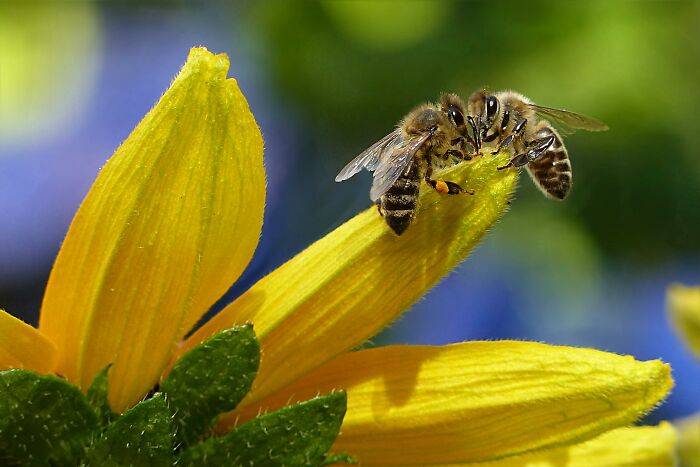 Honeybees on a vibrant yellow flower, illustrating weird nature quirks through their pollination behavior.