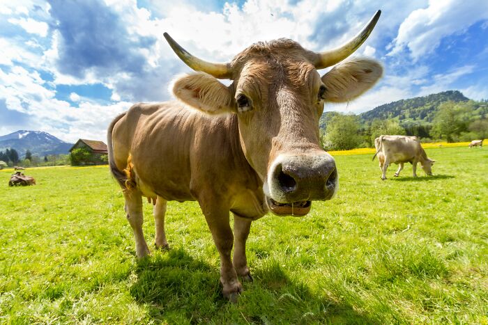 Cow in a green field under a blue sky, showcasing weird nature quirks.