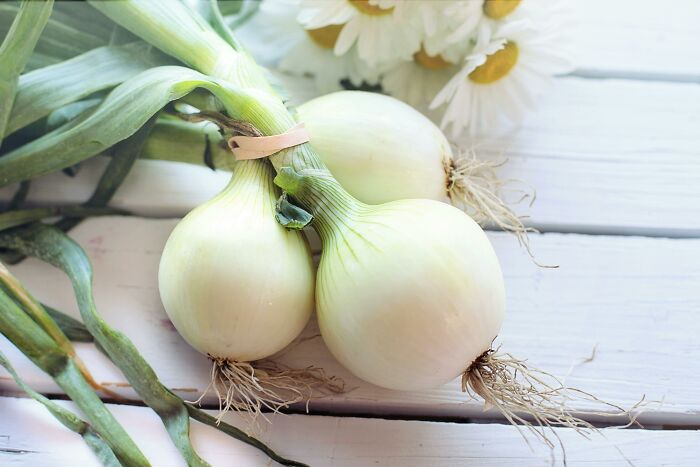 Fresh onions tied with a rubber band on a rustic white wooden table.