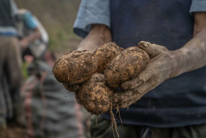Person holding freshly dug potatoes, hands covered in dirt; everyday things that might seem harmless.