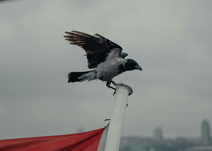 A crow perching on a pole with wings extended, showcasing smart and unusual behaviors in an urban setting.