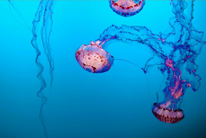 Jellyfish displaying weird nature quirks in vibrant blue water.