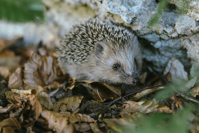 Hedgehog nestled among dry leaves and rocks, showcasing weird nature quirks in camouflage.