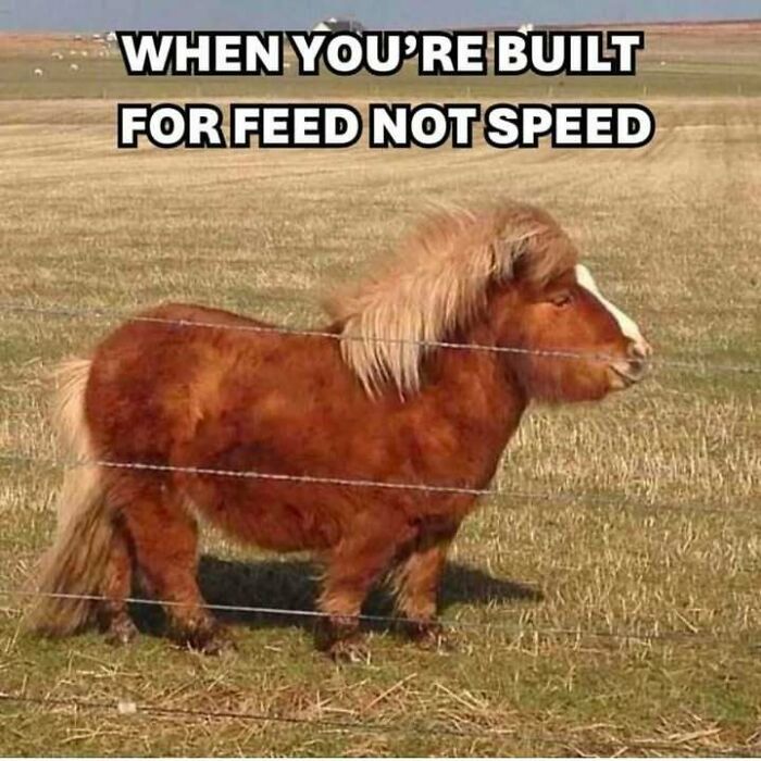 Cute pony standing in a field with text overlay: "When you're built for feed not speed." Animal antics meme.