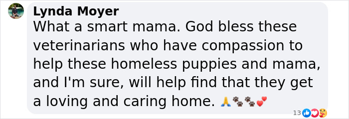 Comment praising veterinarians for helping a stray dog and her sick puppy.