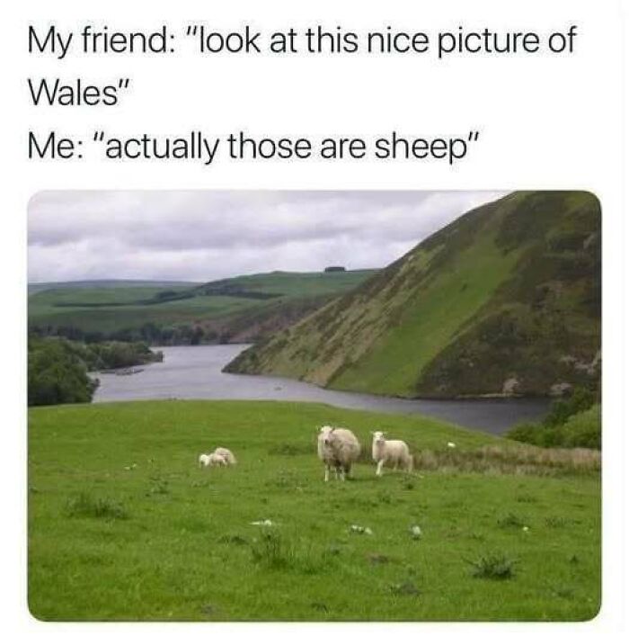 Sheep grazing in a lush green field by a river, humorous meme about Wales from 'Animal Antics'.