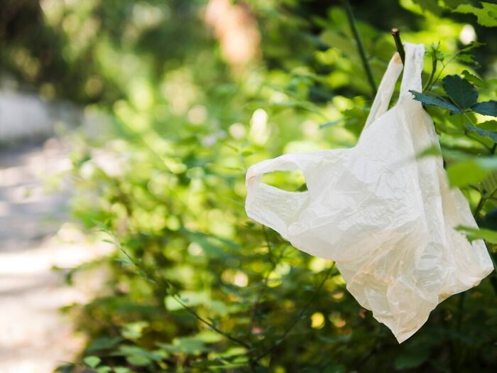 Plastic bag caught on a branch in a green forest setting.