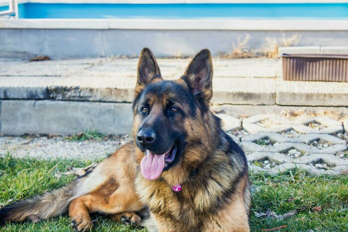 German Shepherd in a private yard, relaxing on the grass near a patio.