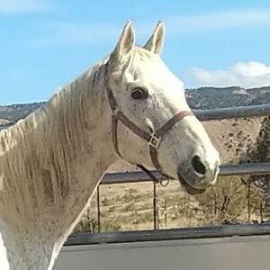 carolepetricek avatar