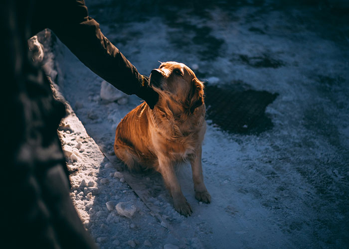 MIL Tries To Get Rid Of BF’s Dog By “Rehoming” It, Gets Kicked To The Curb When Truth Comes Out MIL Tries To Get Rid Of BF’s Dog By “Rehoming” It, Gets Kicked To The Curb When Truth Comes Out