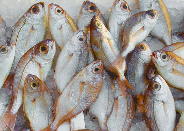 "Pile of fresh fish on ice at a seafood market, emphasizing freshness and variety."