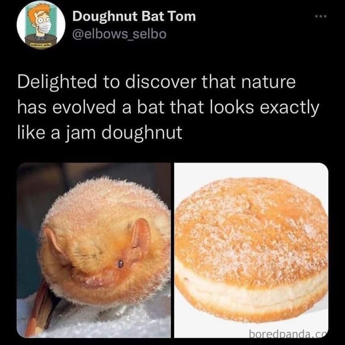 A science meme comparing a fluffy, round bat to a sugary jam doughnut.