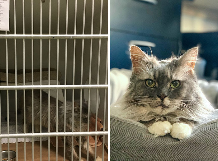 This Woman Opened Her Heart To A Cat Who Spent 12 Years In A Rabbit Cage