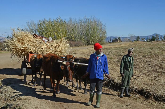 Two people guide oxen pulling a cart of hay in rural landscape, illustrating aspects of a worst country visited theme.