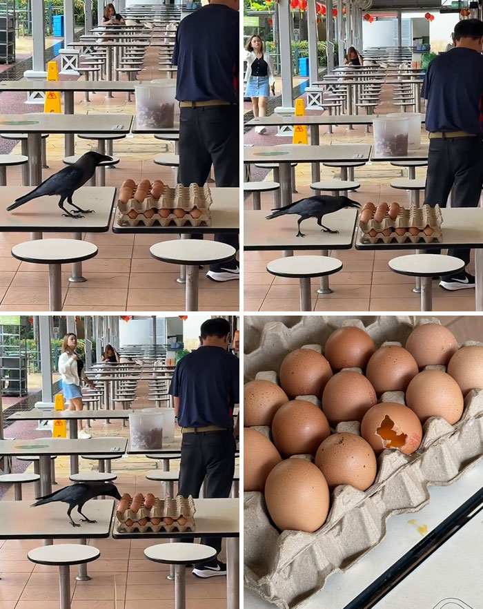 Crow pecking at egg carton on a table in a public dining area, showcasing unusual crow behavior.