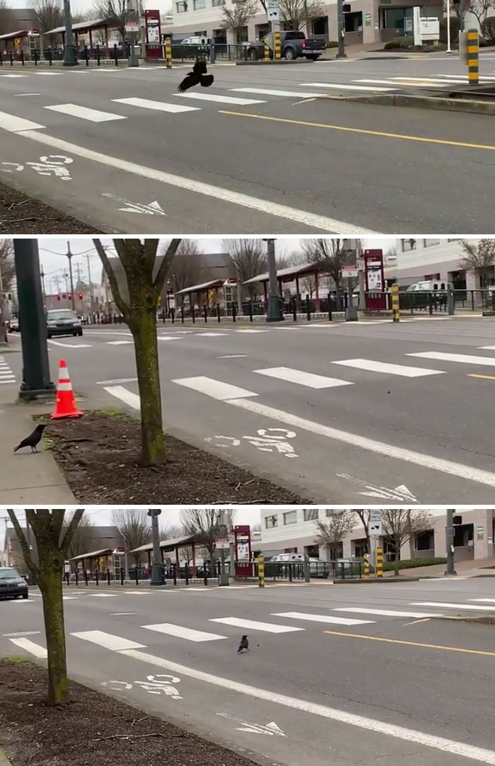 Crows using a crosswalk at a quiet urban street, showcasing their smart unusual behavior.