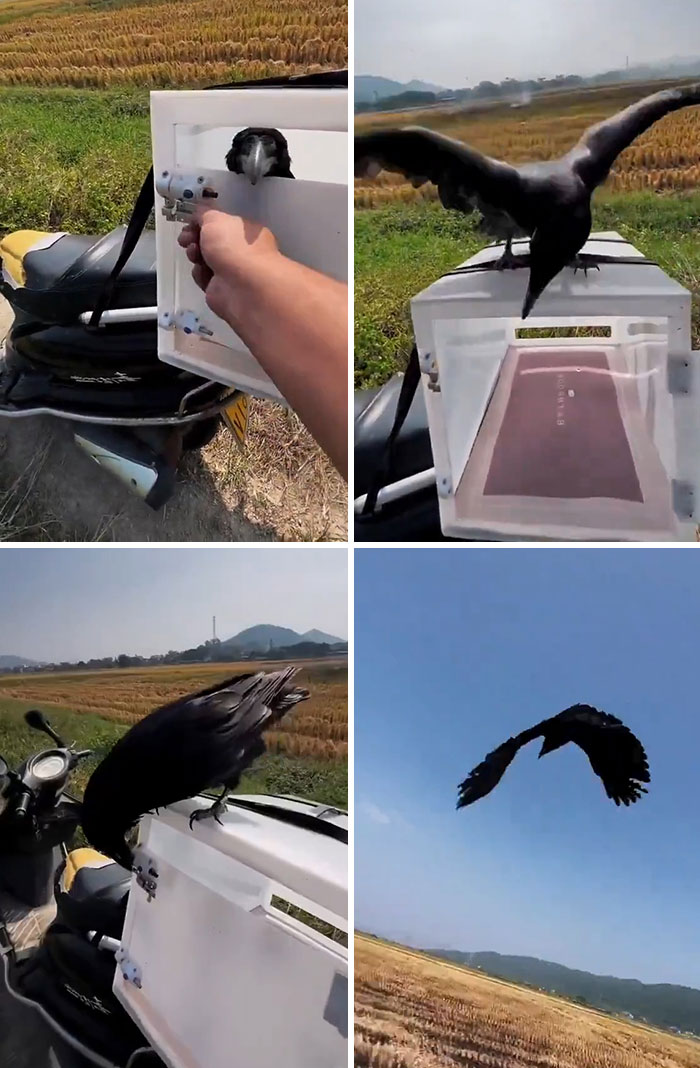Crow interacting with a box on a motorcycle, demonstrating smart and unusual behavior in a countryside setting.