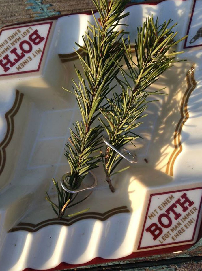 Pine twig with rings placed in an ashtray, showcasing unusual things crows do.