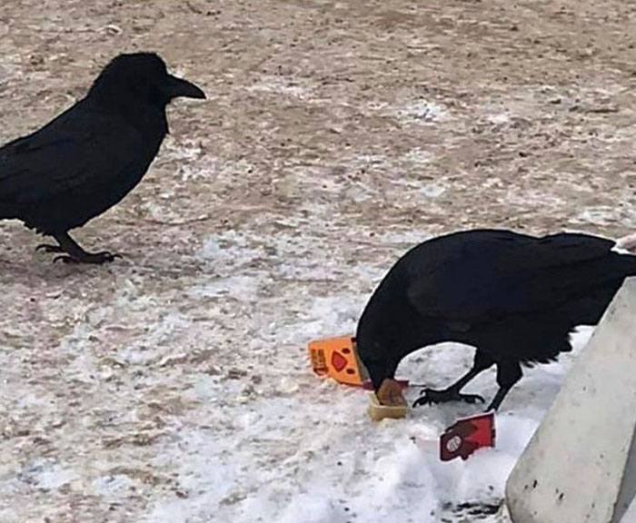 Crows interact with fast food trash on a snowy ground, showcasing smart, unusual foraging behavior.