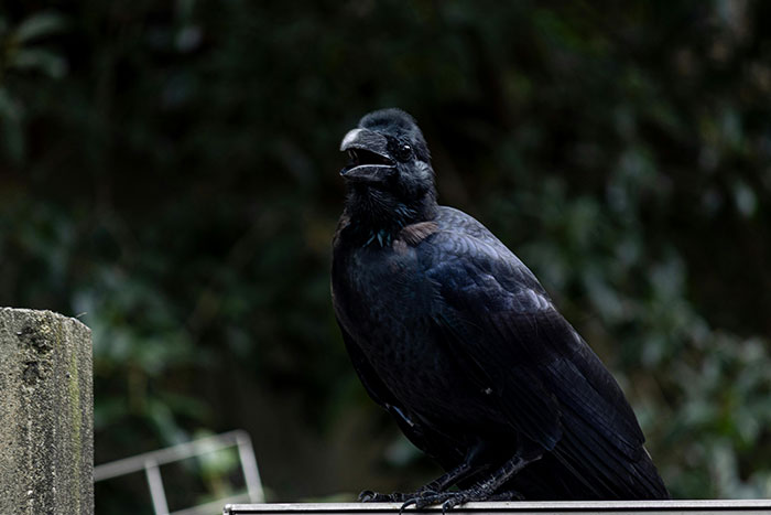 A crow perched on a ledge in a forested area, displaying its smart and unusual behavior.