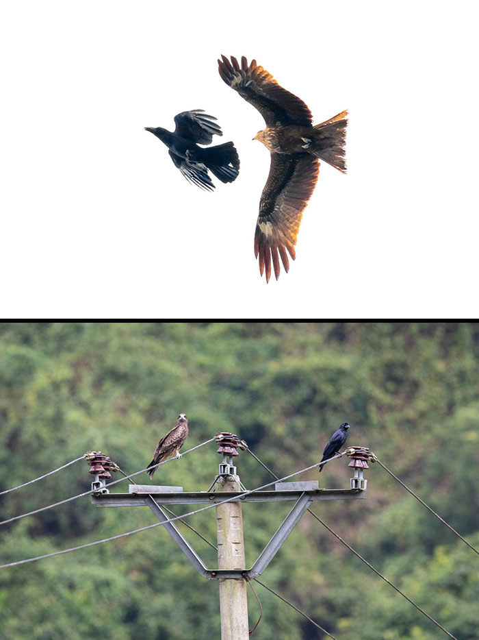 "Crow flying with hawk above another crow and hawk on a utility pole, showcasing smart, unusual behavior."