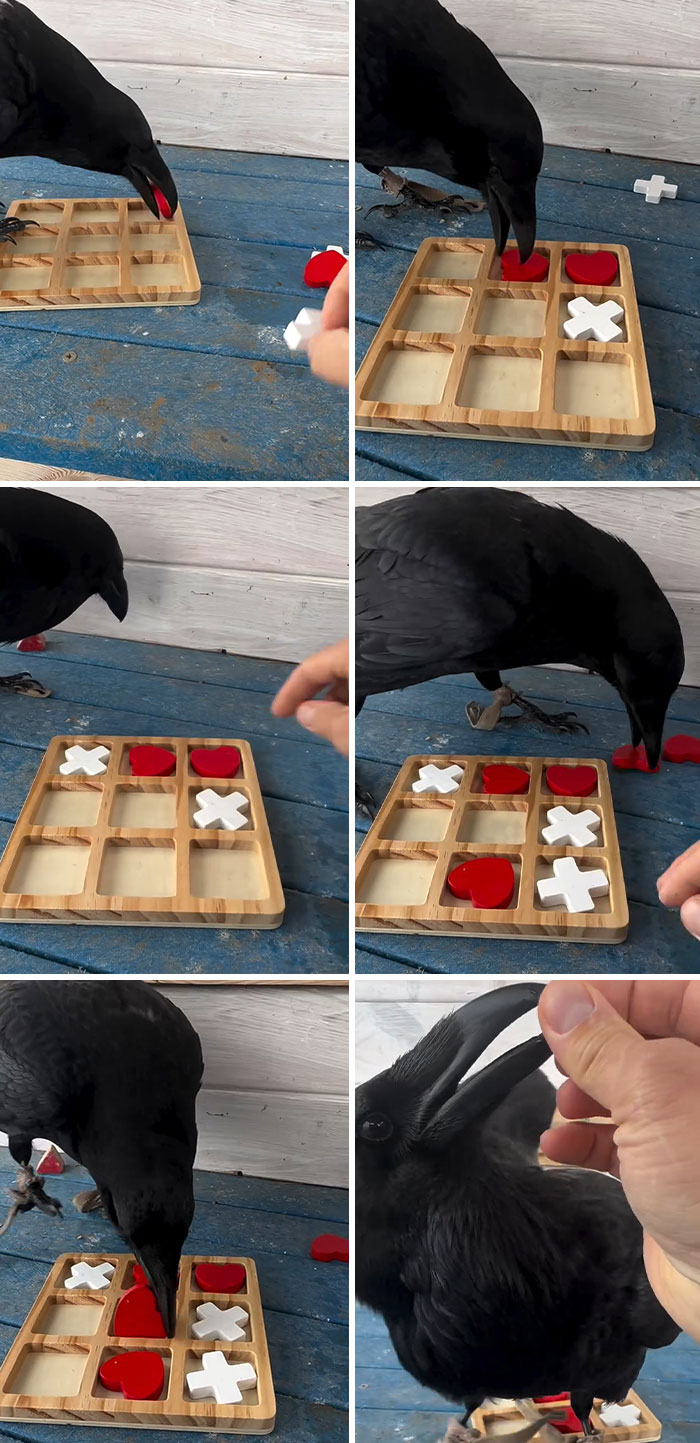Crow solving a wooden puzzle by placing red and white pieces in a grid, showcasing smart unusual things crows do.