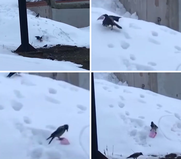 Crows using a plastic lid to slide on snow, demonstrating smart and unusual behavior.