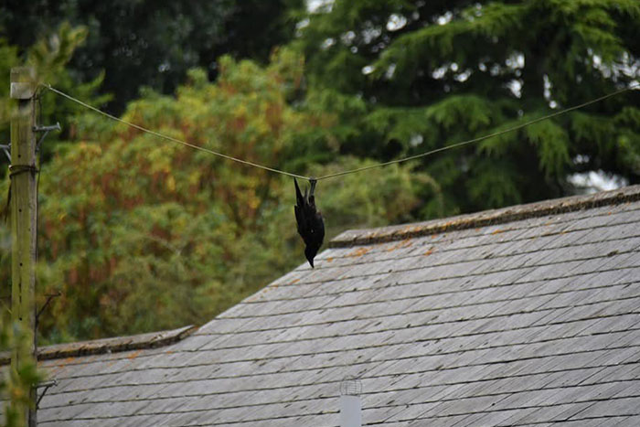 A crow hanging upside down from a wire above a roof, showcasing unusual smart behavior.