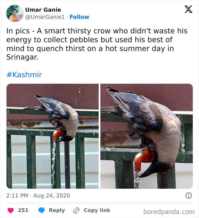 Smart crow drinking water from a tap in an unusual way in Srinagar.