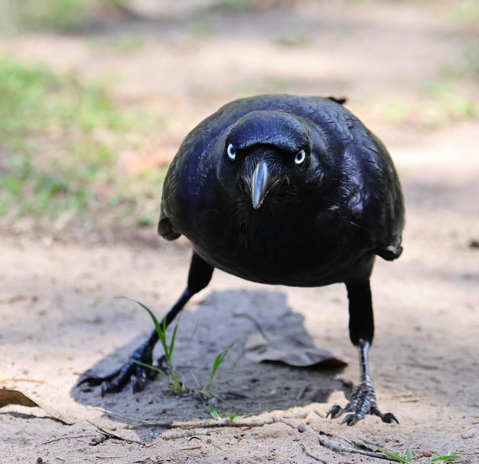 Close-up of a crow on the ground, showcasing its keen intelligence and awareness in a natural setting.