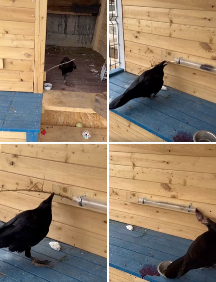Crows using a stick tool inside a wooden structure demonstrating smart and unusual behavior.