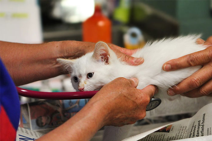 White kitten being examined with a stethoscope by hands, illustrating timestamped pictures of life-saving moments.