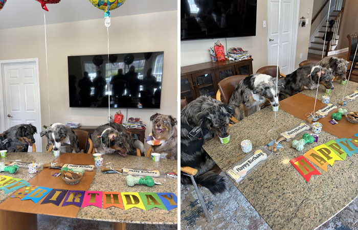 Dogs enjoying a birthday party at a table with festive banners and treats, showcasing spoiled pets in a fun setting.