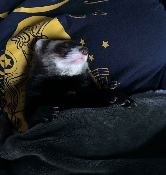 Ferret napping on a cozy blanket, showcasing a spoiled-pets lifestyle.
