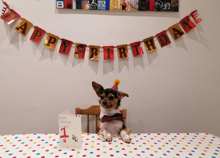 Spoiled-Pets: Dog celebrating birthday with a party hat and birthday card.