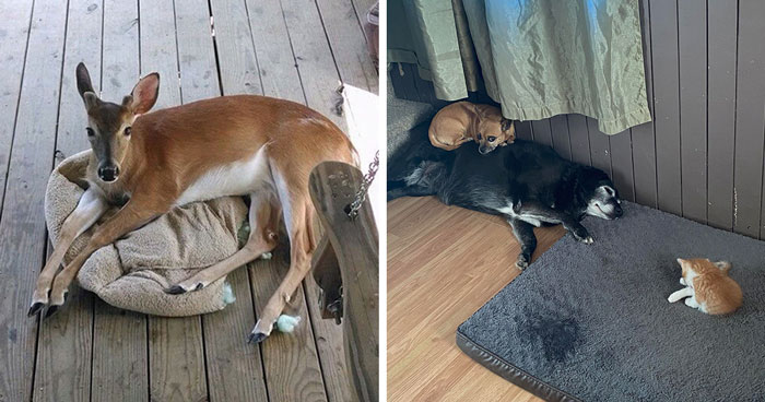 The Most Hilarious 40 Dog Bed Thefts That Were Caught On Camera And Shared Online