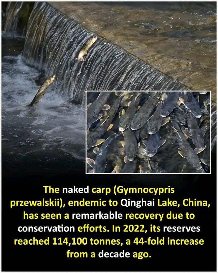 Naked carp jumping over a waterfall with an inset showing a school of carp, highlighting fascinating facts about their recovery.