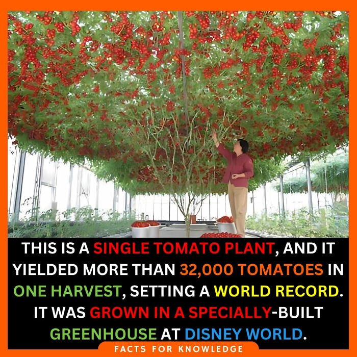 Giant tomato plant with 32,000 tomatoes grown in a greenhouse at Disney World, showcasing fascinating agricultural facts.