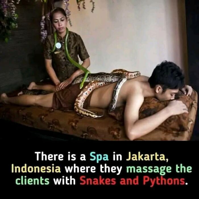 Person receiving a massage with snakes in a Jakarta spa, a fascinating fact for keeping your brain engaged.