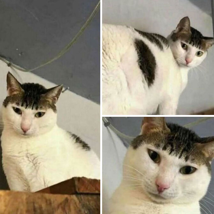 Bizarre cat expressions captured in three angles, showing its curious and bewildered look.