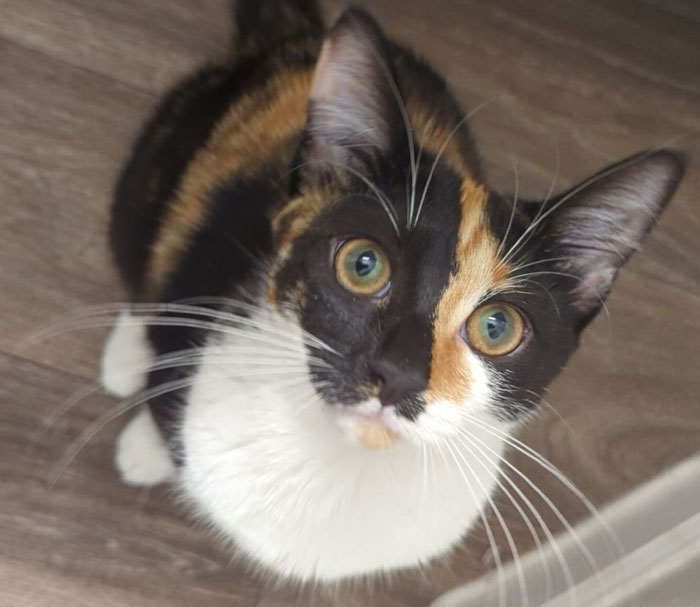Calico cat with unique genetic mutation pattern on a wooden floor, looking up.