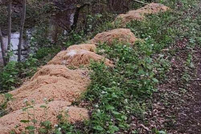 Piles of spaghetti in a wooded area, reflecting a bizarre urban legend.