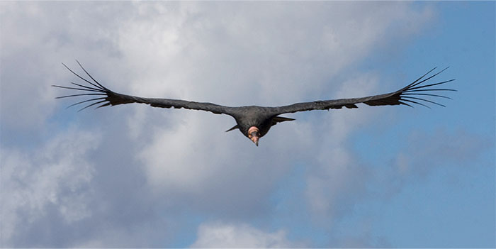 Large bird soaring in clear sky, resembling an urban legend creature.