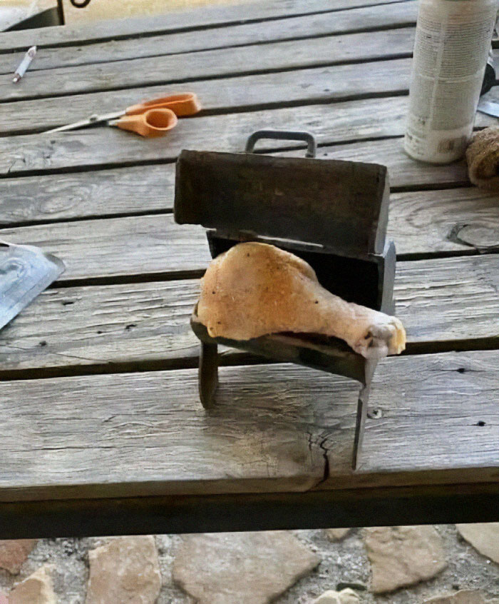Bizarre photo of a chicken drumstick inside an old metal device on a wooden table.